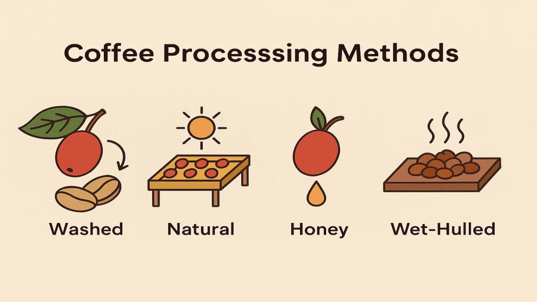 Coffee Processing Methods - Washed, Natural, Honey, Wet-Hulled